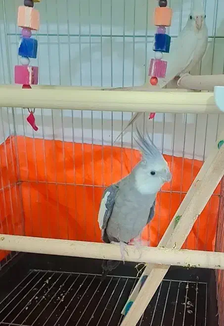 عروس هلندی وایت فیس|پرنده|اهواز, شهرک برق|دیوار