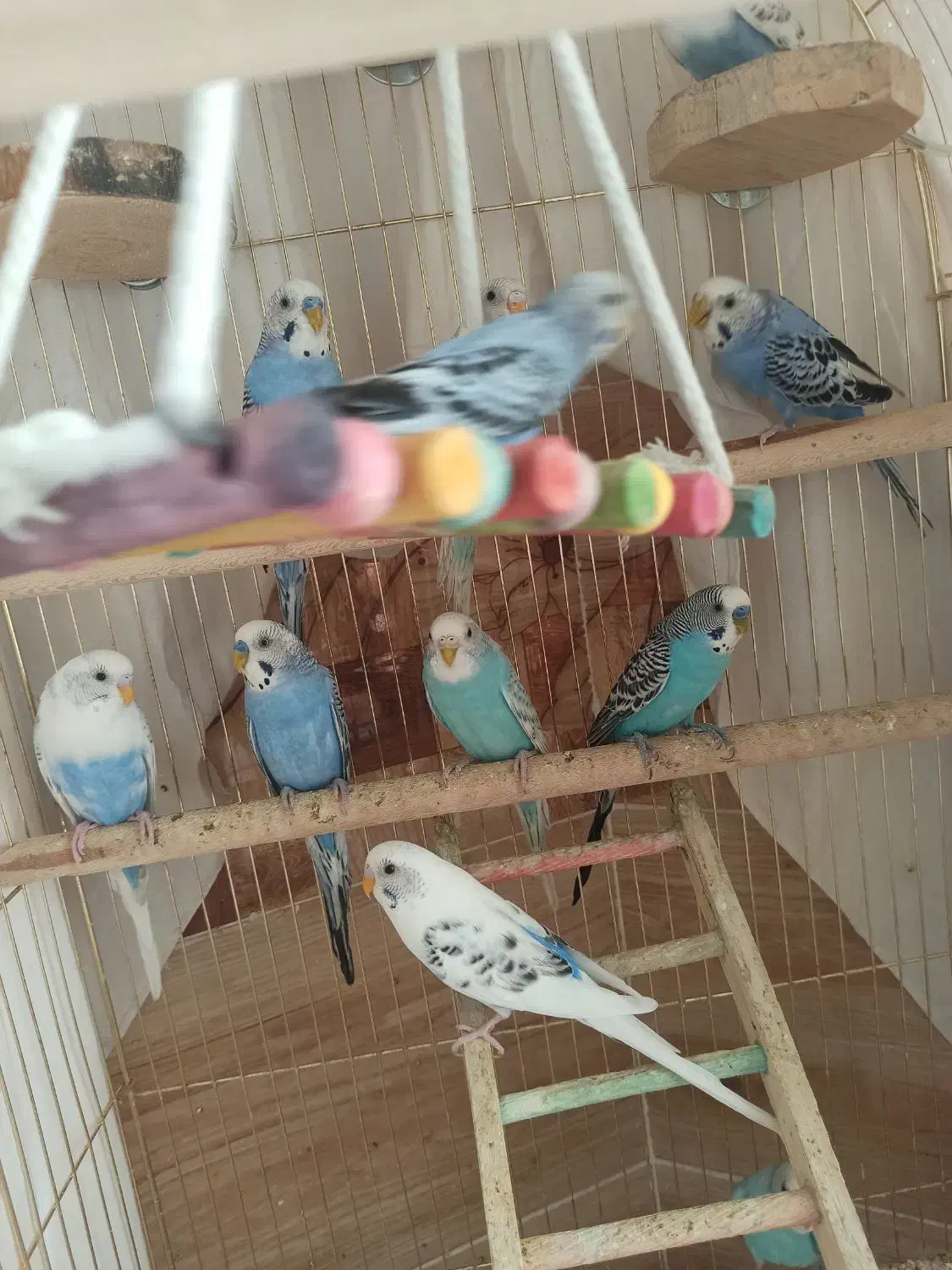 پرنده|پرنده|سردشت, |دیوار