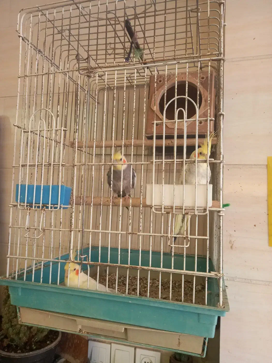 طوطی عروس سخنگو|پرنده|الوند, |دیوار