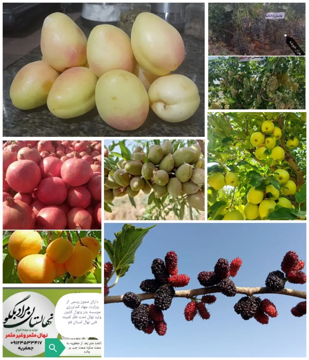 نهالستان بزرگ ساوه و گازران|خدمات باغبانی و درختکاری|ساوه, |دیوار