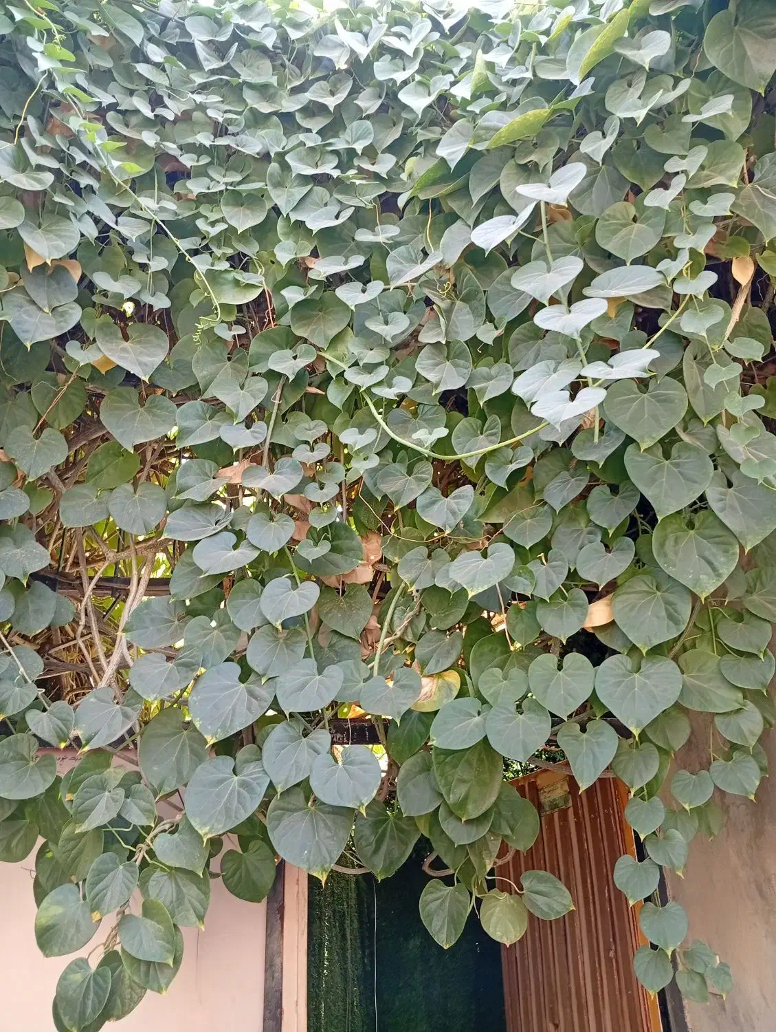 منزل مبله(کلبه آلونک)۱ ساعت ۲۵۰ دو ساعت ۳۵۰|اجارهٔ کوتاهمدت آپارتمان و سوئیت|شیراز, پودنک|دیوار