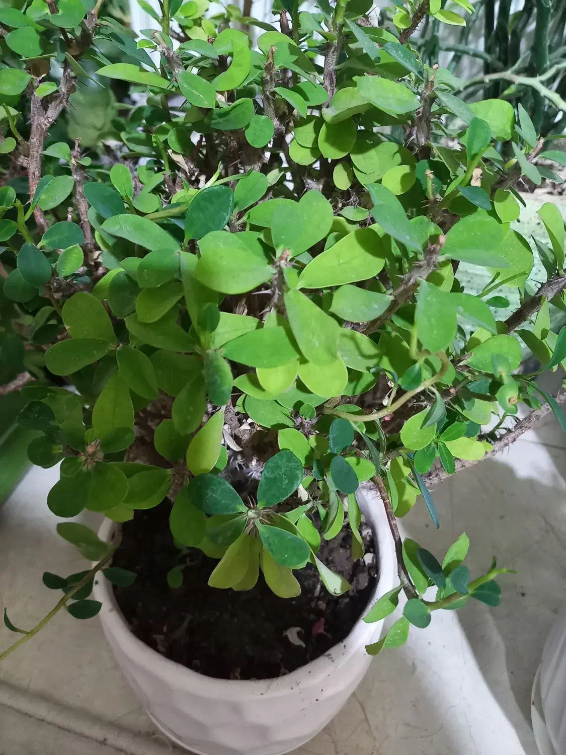 اگلونما برفی زینتی وباشکوه وگل مرجان|گل و گیاه طبیعی|شیراز, زرهی|دیوار