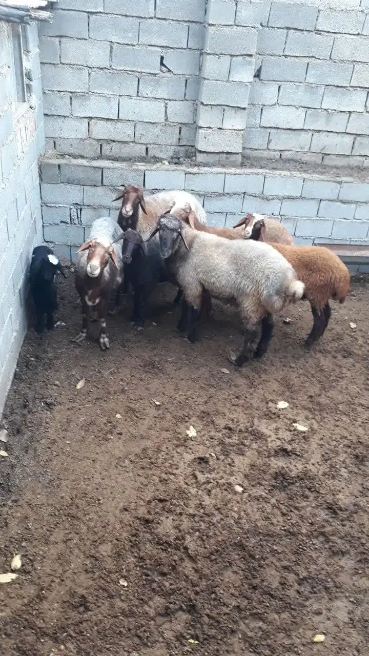 دو تا قوچ افشار و ۴تا ماده افشار و یک بره|حیوانات مزرعه|رامیان, |دیوار