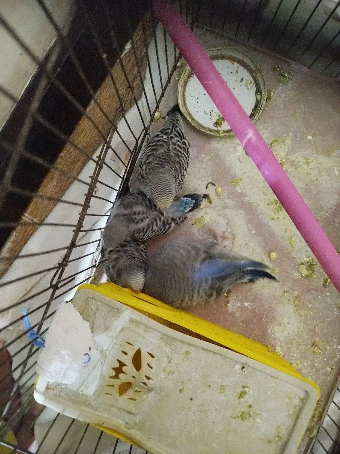 مرغ عشق|پرنده|شاهرود, |دیوار