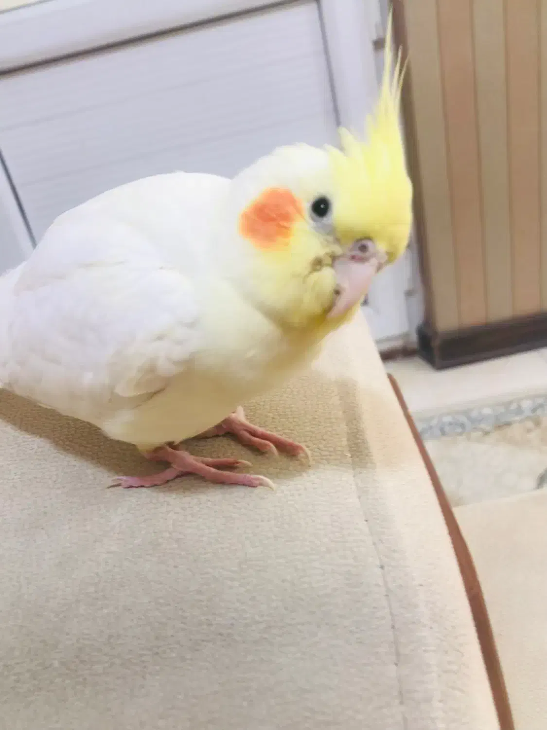 عروس هلندی|پرنده|شیراز, شهرک فرزانگان|دیوار