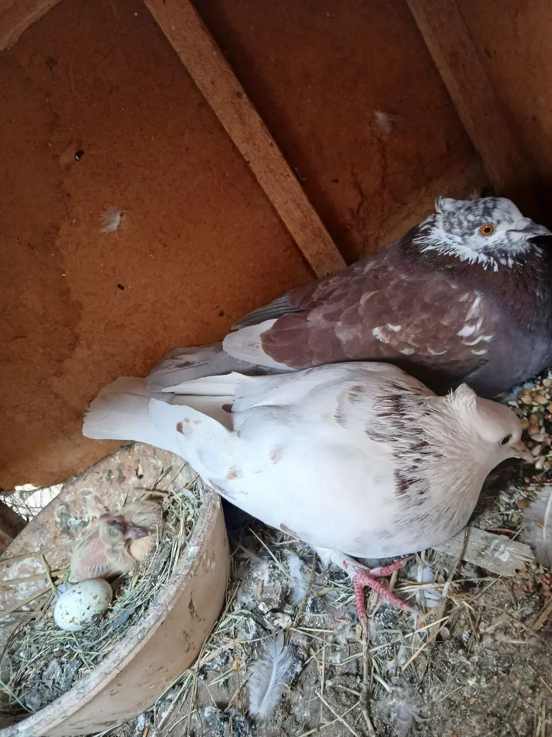 کفتر گمشده|حیوانات|بندرعباس, |دیوار