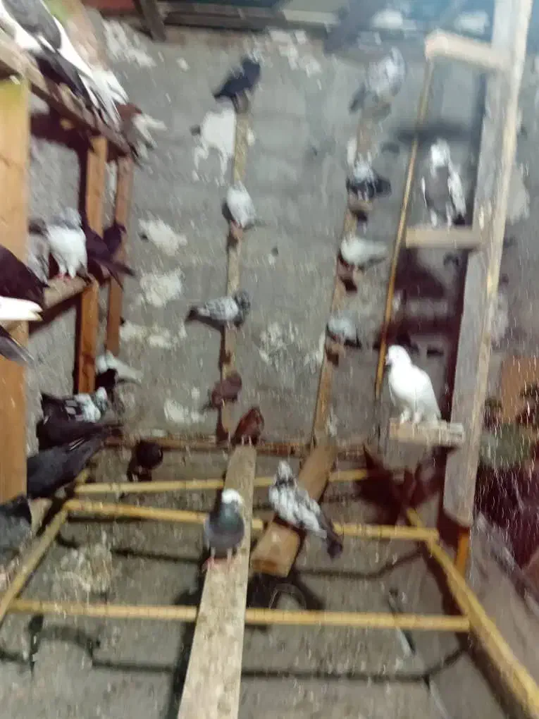 کبوترپرشی|پرنده|نوشهر, |دیوار