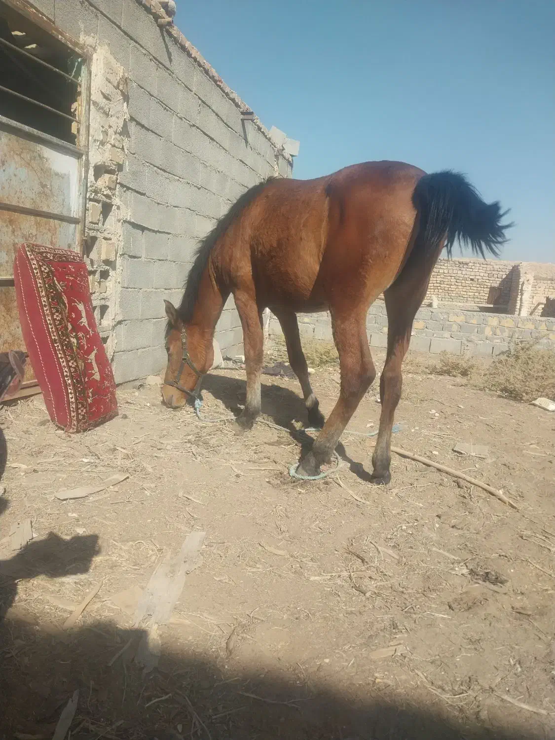 کره اسب ماده|اسب و تجهیزات اسب‌سواری|آران و بیدگل, |دیوار