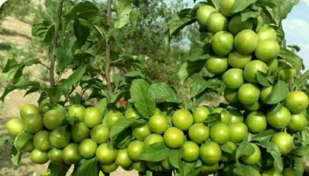 شروع پیش فروش نهال گوجه سبز گوگان|خدمات باغبانی و درختکاری|آوج, |دیوار