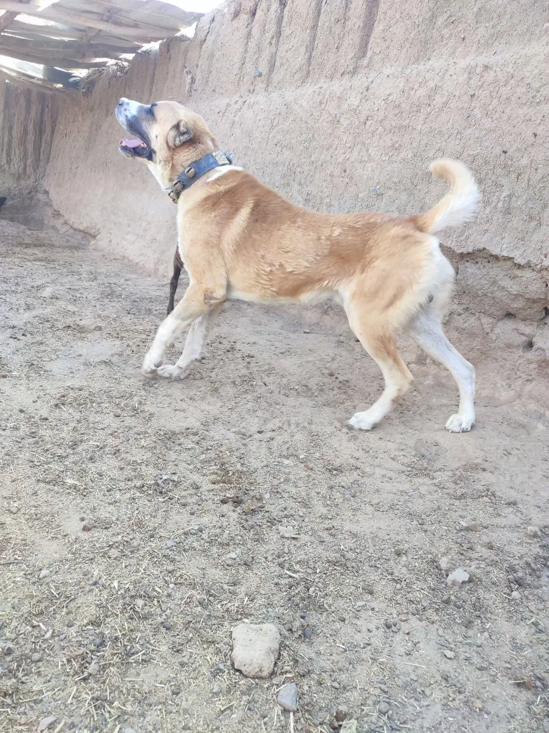 سگ..|سگ|روداب, |دیوار