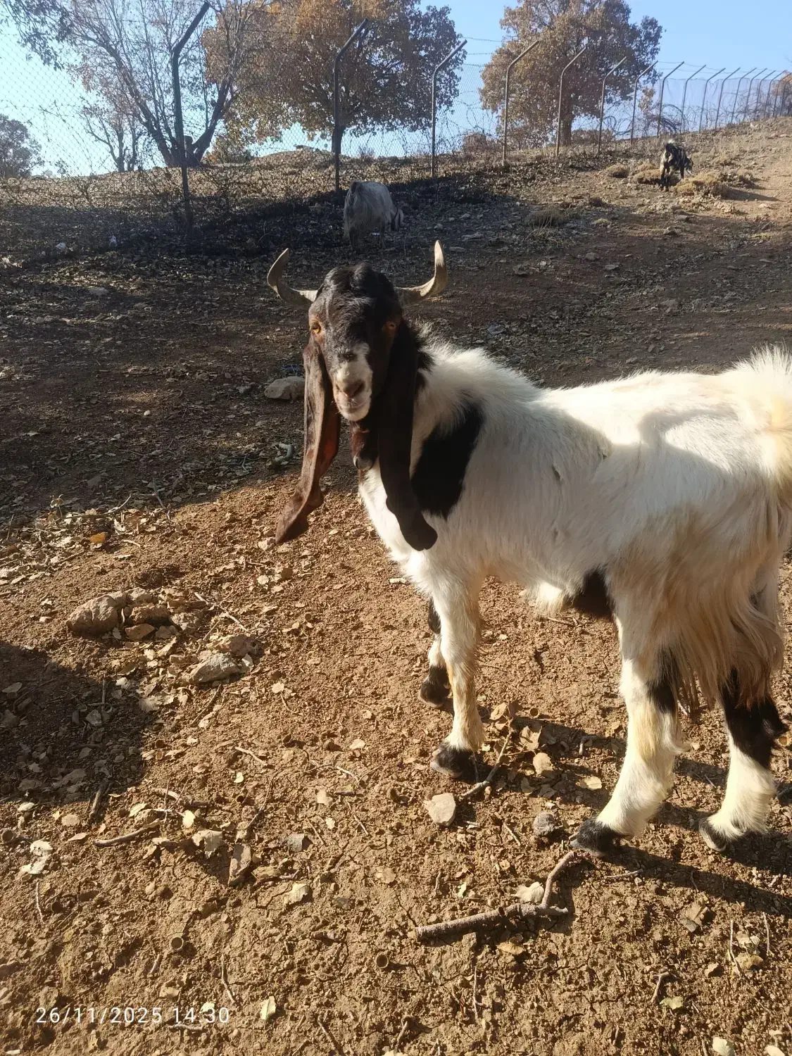 با سلام خدمت دوستان عزیز نر بز پاکستان اصلی|حیوانات مزرعه|آبدانان, |دیوار