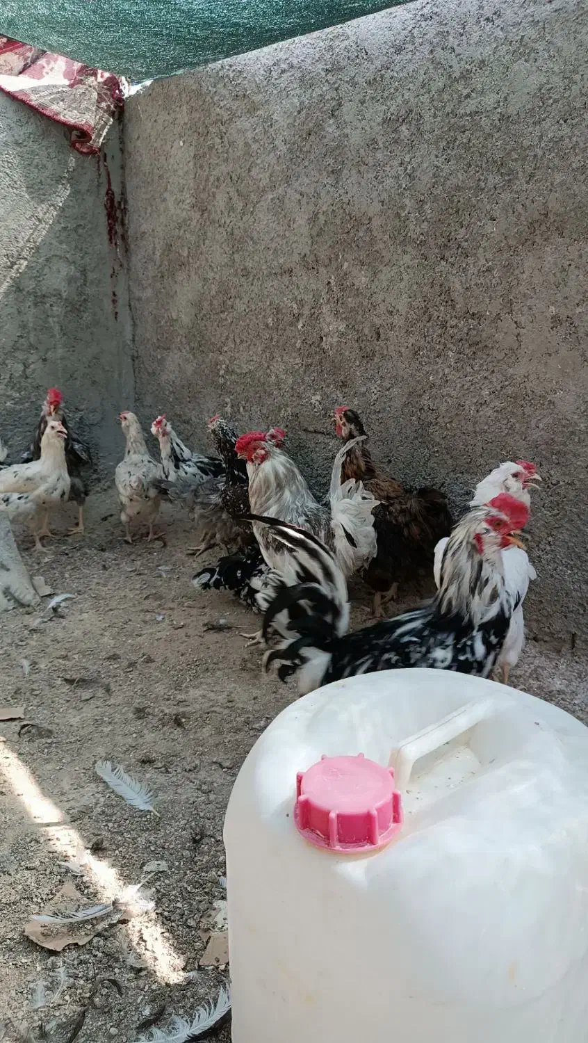 مرغ وخروس گلین|حیوانات مزرعه|شیراز, شهرک گلها|دیوار