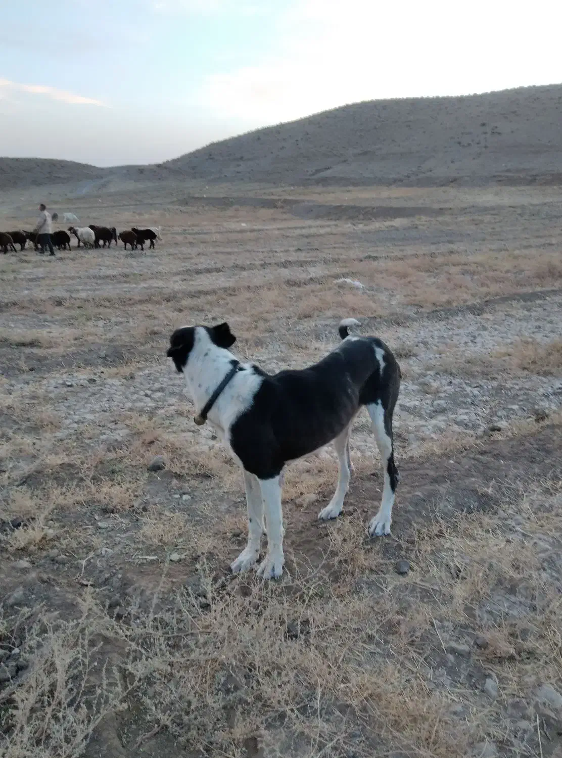 دله یک سال|سگ|تربتحیدریه, بالا ولایت|دیوار