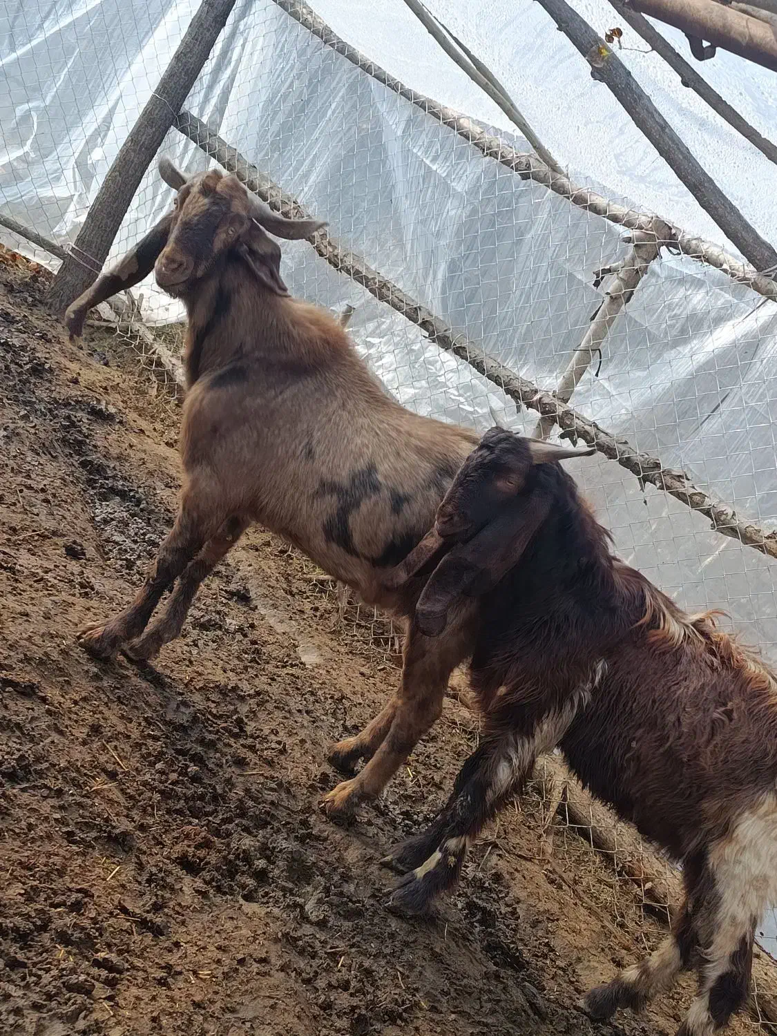 نر بز های چهل خال اصل پاکستانی|حیوانات مزرعه|انزل, |دیوار