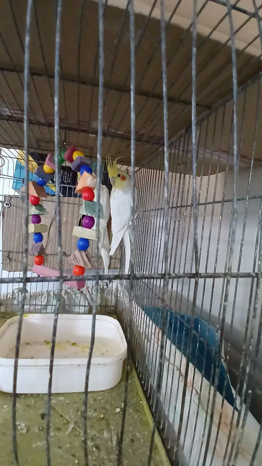 طوطی شهرک طالقانی|پرنده|بندر ماهشهر, |دیوار