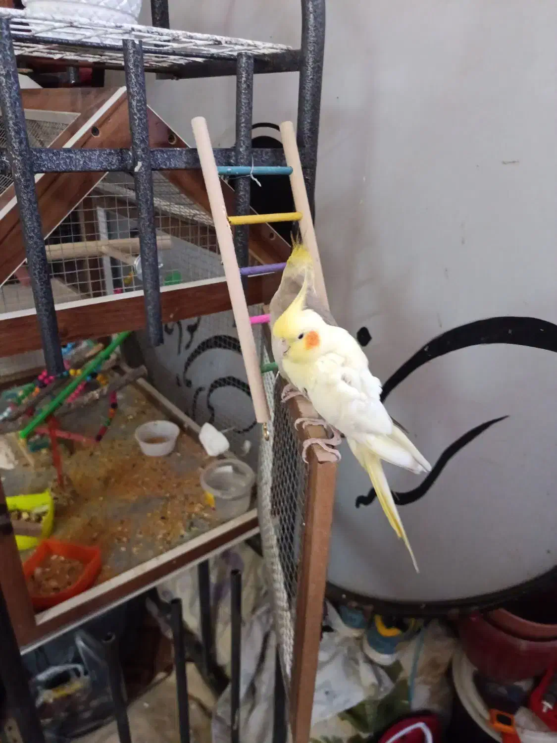 عروس هلندی دو جفت ۴۲۰۰|پرنده|نهبندان, |دیوار