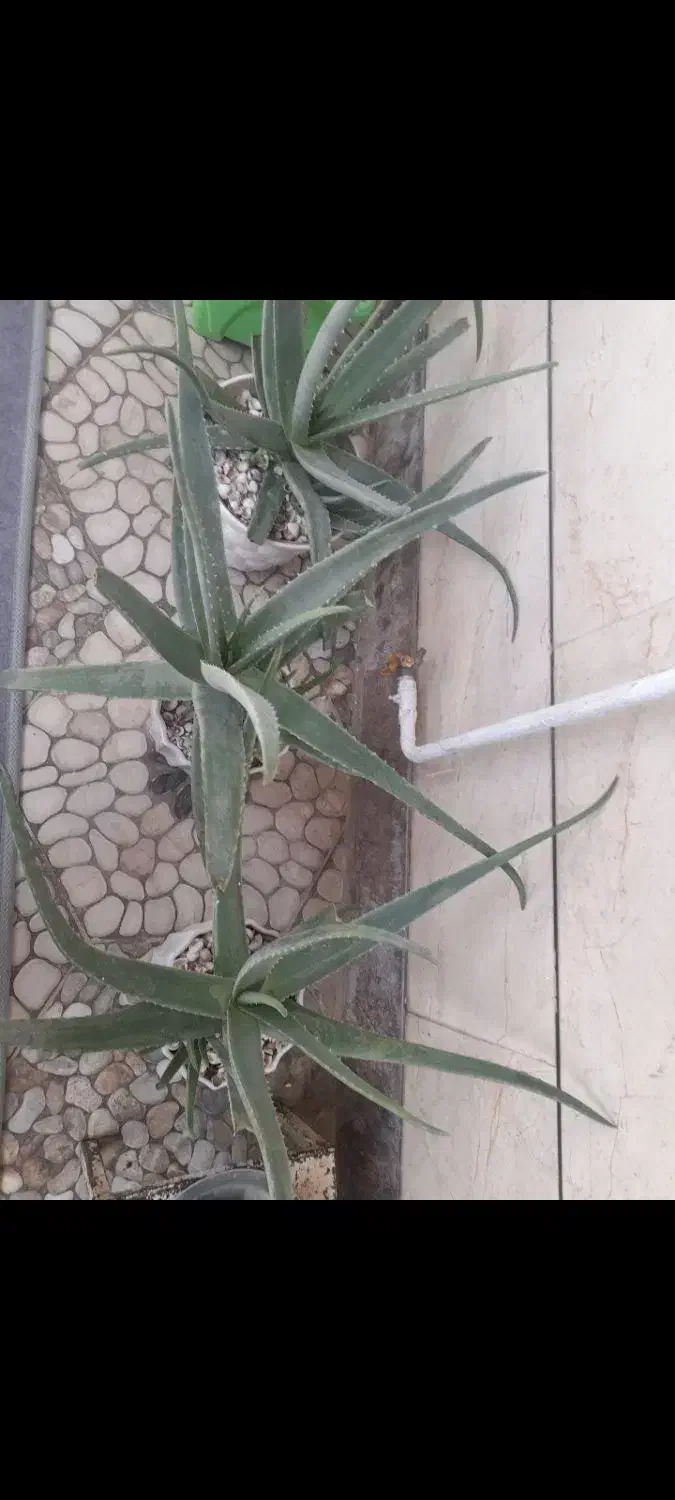 گلدان آلوئه ورا|گل و گیاه طبیعی|کوهدشت, |دیوار
