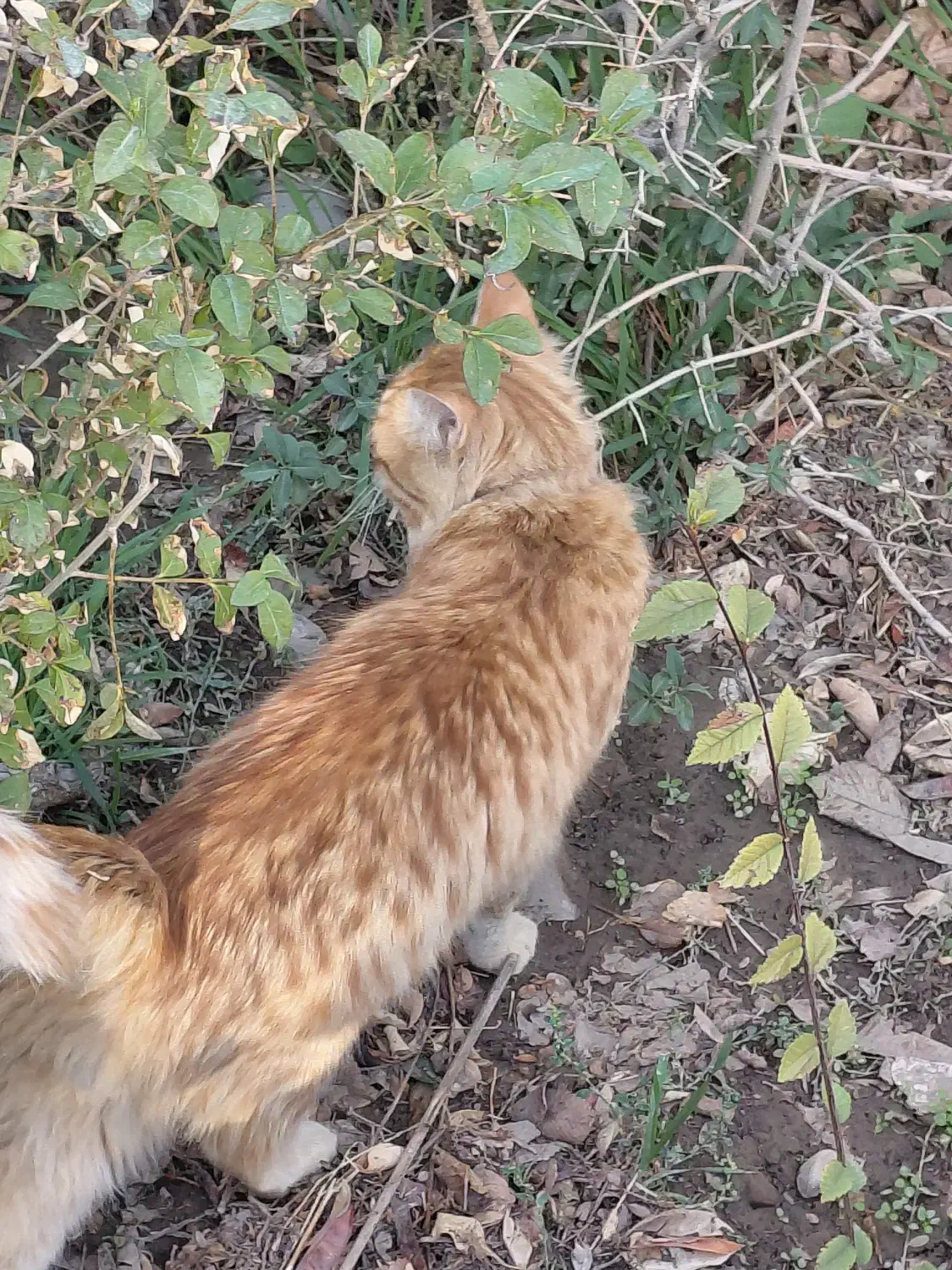 پیدا شده در بوستان غنچه|حیوانات|مشهد, چهارچشمه|دیوار