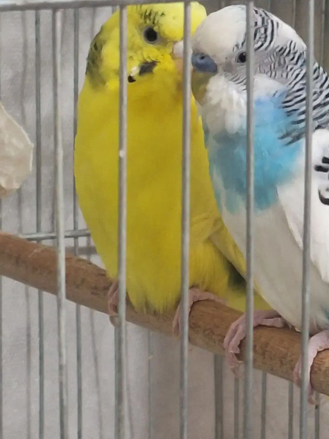 مرغ عشق مولد.نفچ|پرنده|کرج, آق تپه|دیوار