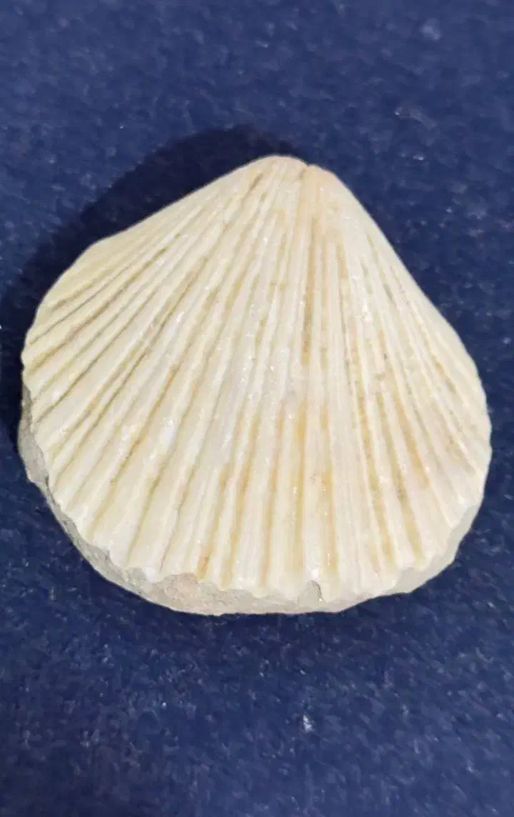 فسیل صدف قدیمی|کلکسیون اشیاء عتیقه|بندرعباس, |دیوار