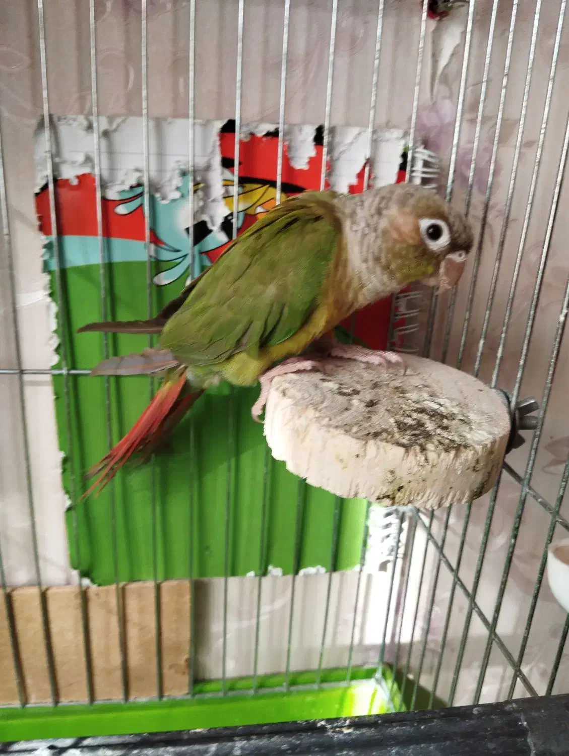 گرینچیک سخنگو و دستی|پرنده|ری, علایین|دیوار