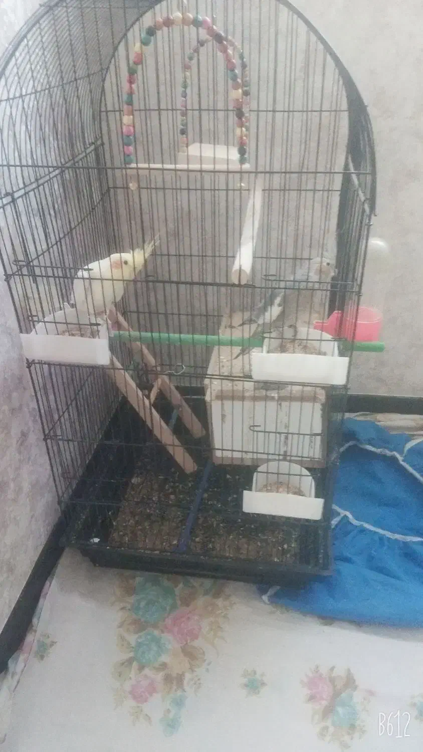 عروس هلندی|پرنده|فولادشهر, C3|دیوار