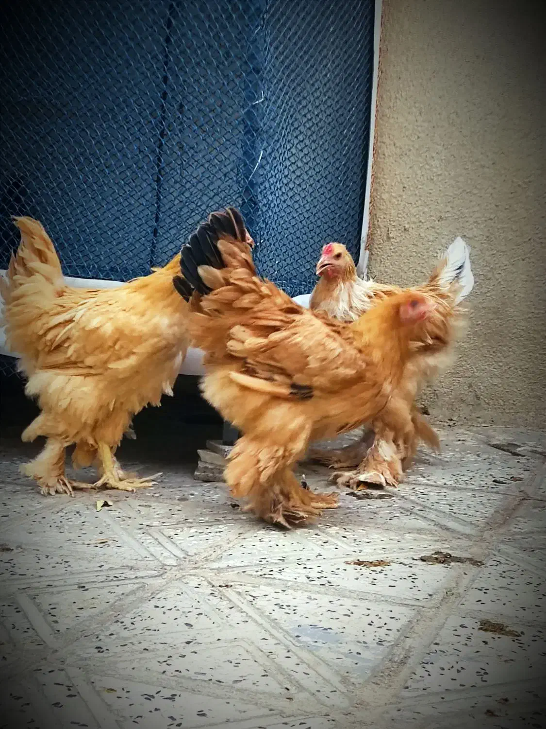 برهما وارداتی|حیوانات مزرعه|ایلام, |دیوار