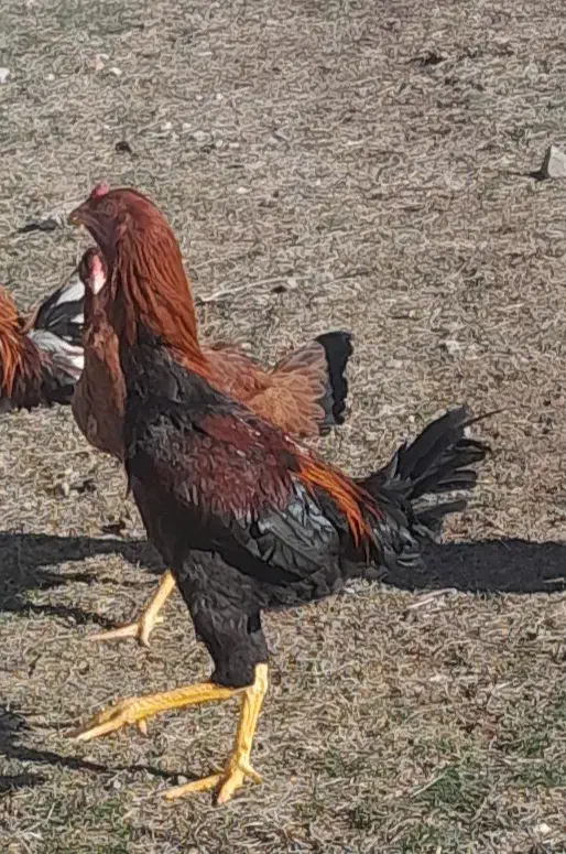 لاری|حیوانات مزرعه|مشگین شهر, |دیوار