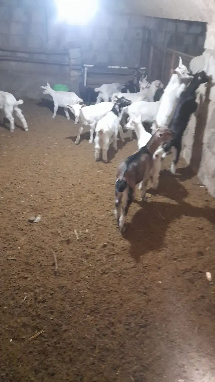 تعدادی بز وبزغاله از نژاد سانن|حیوانات مزرعه|تیران, |دیوار