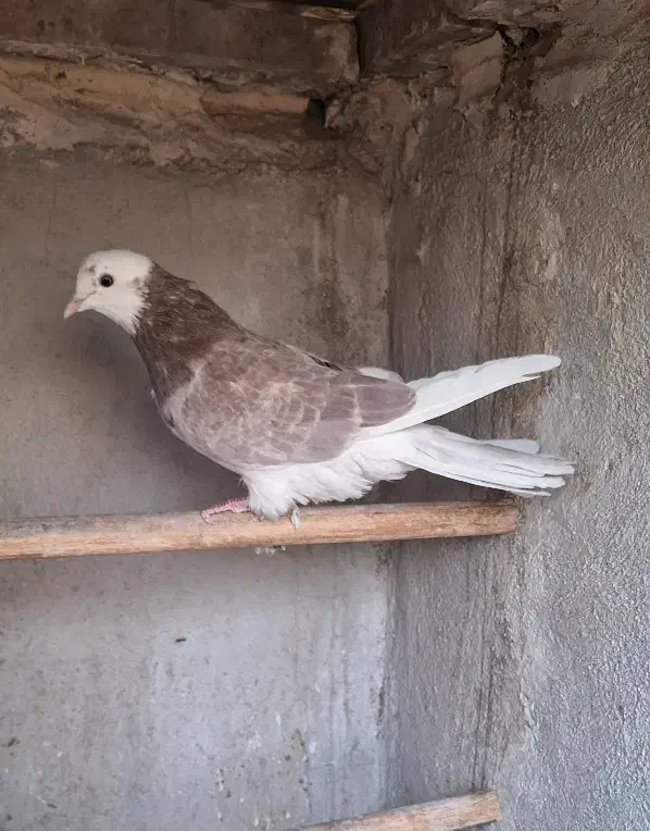 کبوتر|پرنده|تهران, کرمان|دیوار