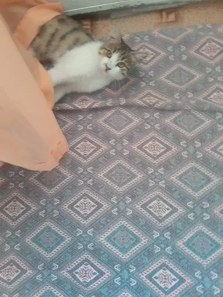 گربه خانگی|گربه|اردبیل, |دیوار