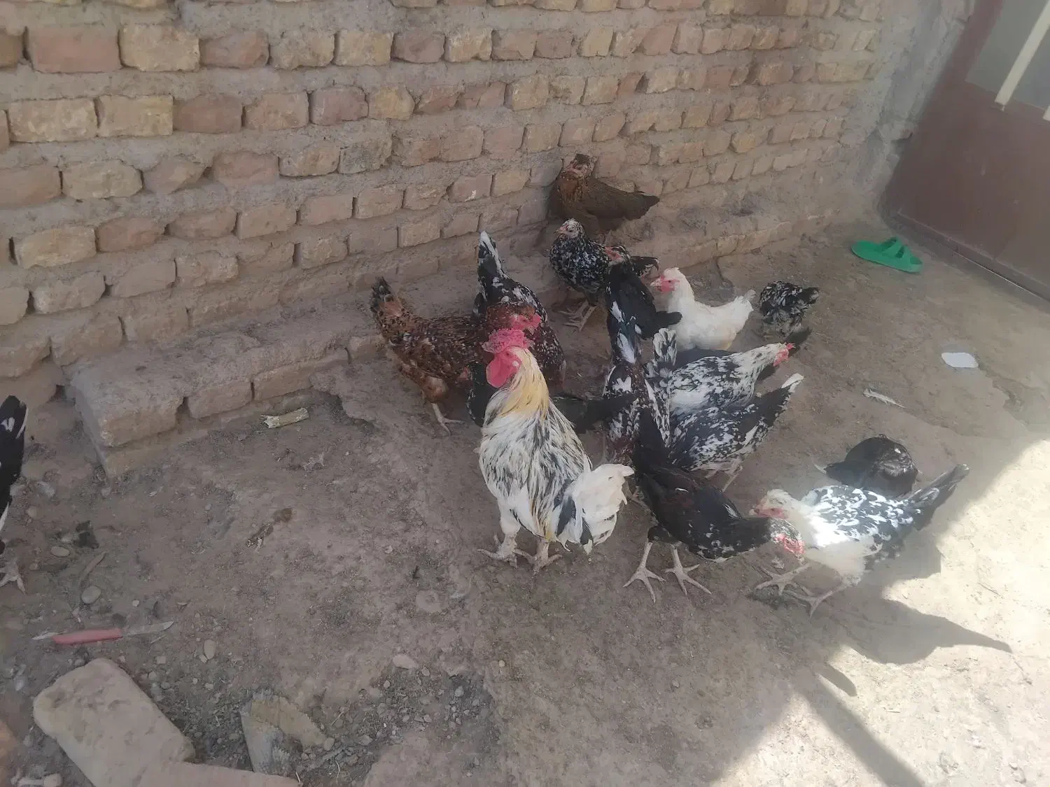 مرغ وخروس گلین وبز اوست|حیوانات مزرعه|کرمان, |دیوار