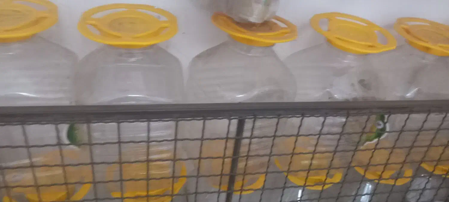 دبه ترشی|ظروف نگهدارنده، پلاستیکی، یک‌بارمصرف|رشت, پارک شهر|دیوار