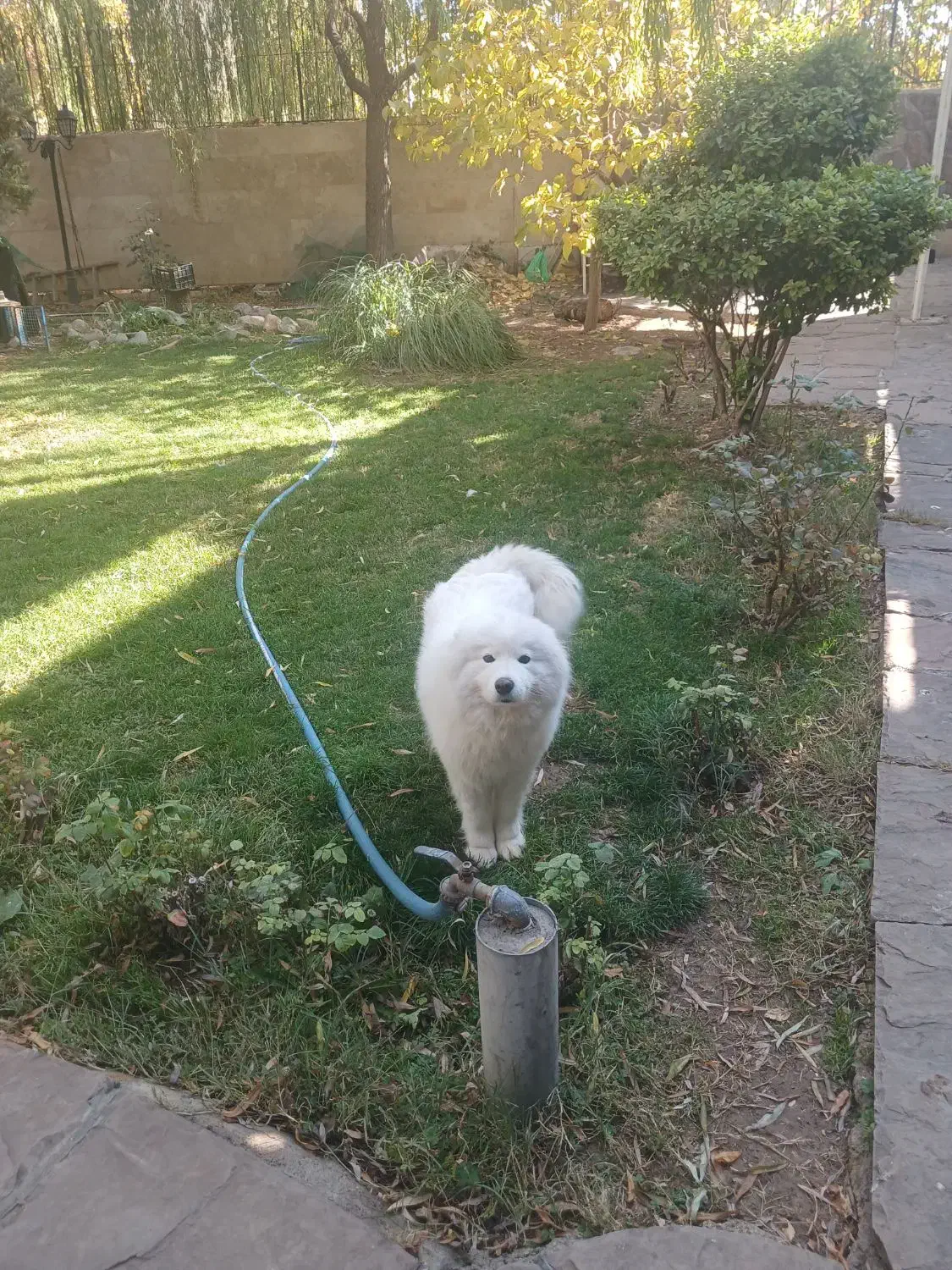 سگ سامویید|سگ|لواسان, |دیوار