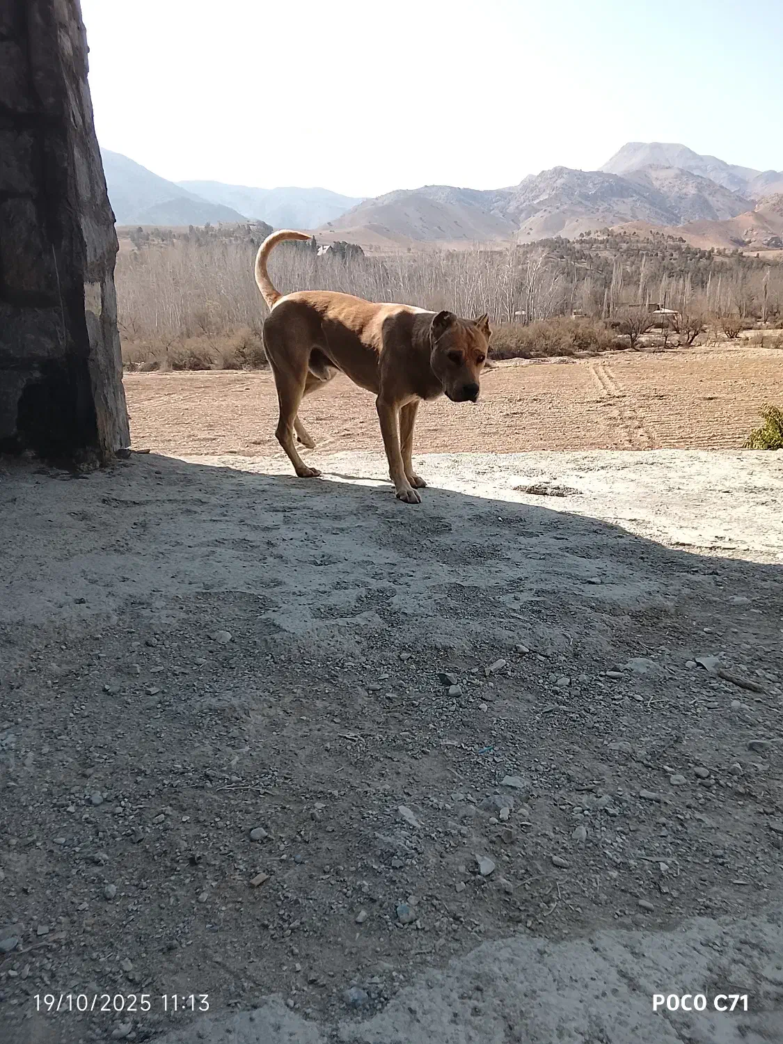 سگ دو ساله سراب|سگ|تهران, بوستان سرخه حصار|دیوار