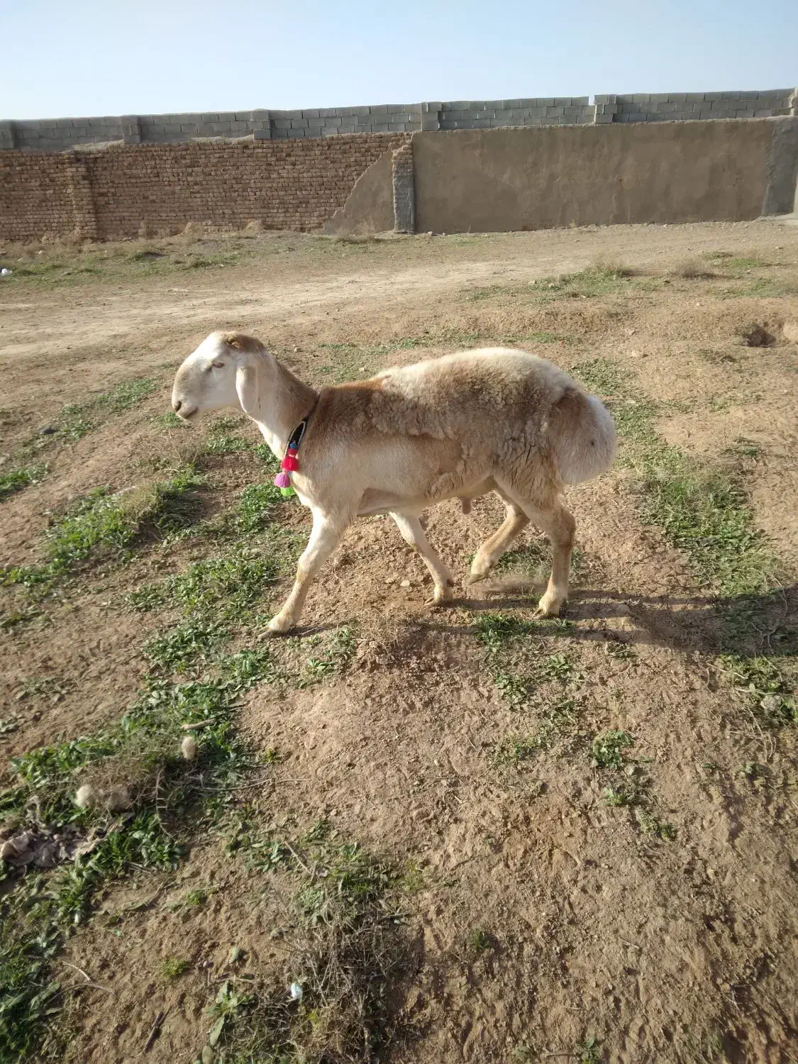 بره قوچی|حیوانات مزرعه|تربت جام, جامرود|دیوار