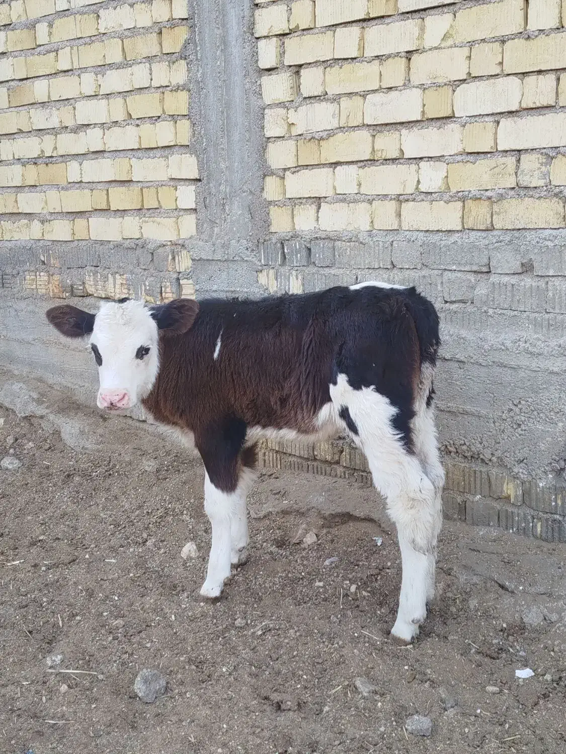 گوساله ماده سیمنتال|حیوانات مزرعه|شیراز, جمال آباد|دیوار