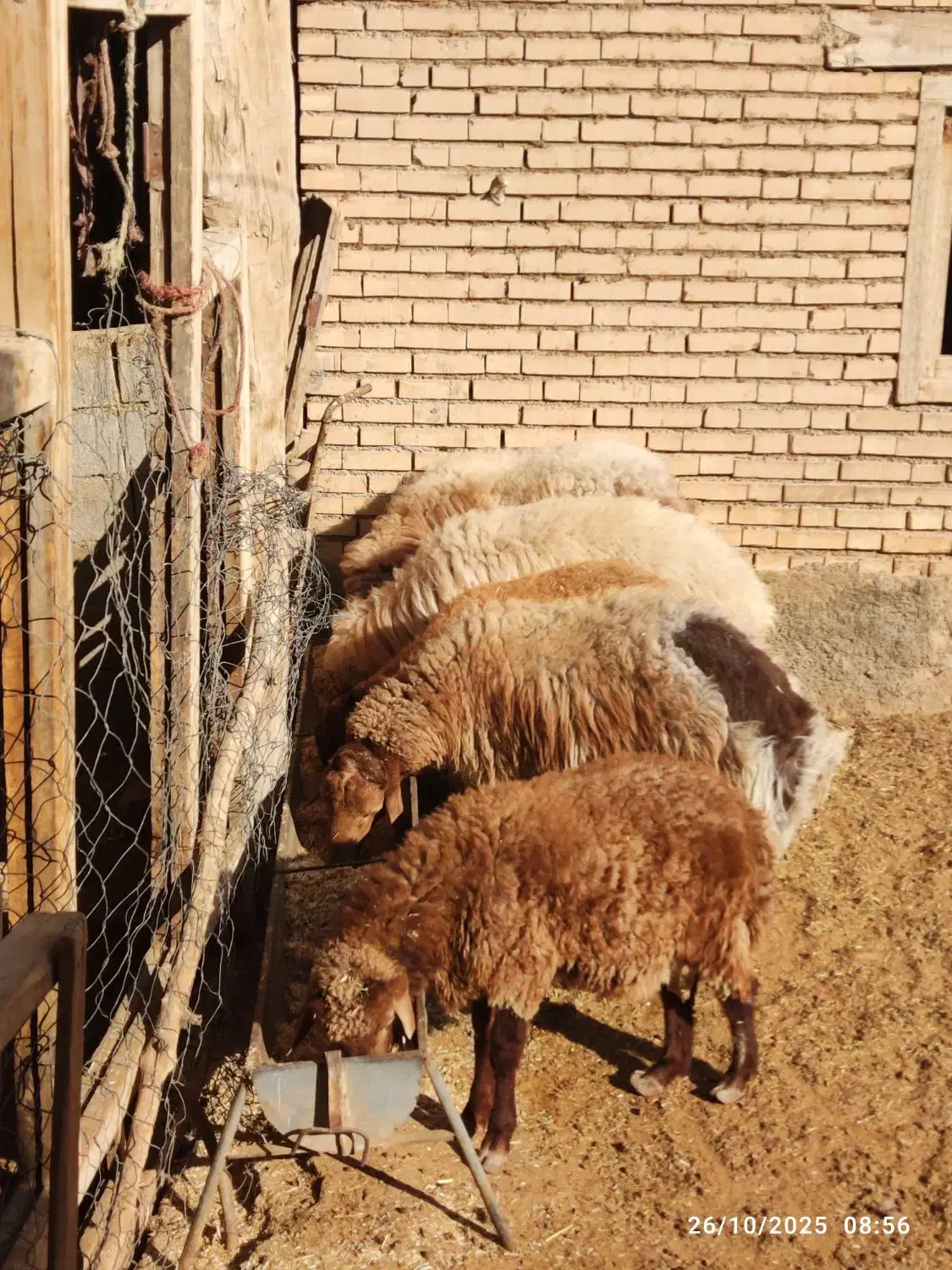 قوچ و بره قوچ همو و هترو|حیوانات مزرعه|بجنورد, |دیوار