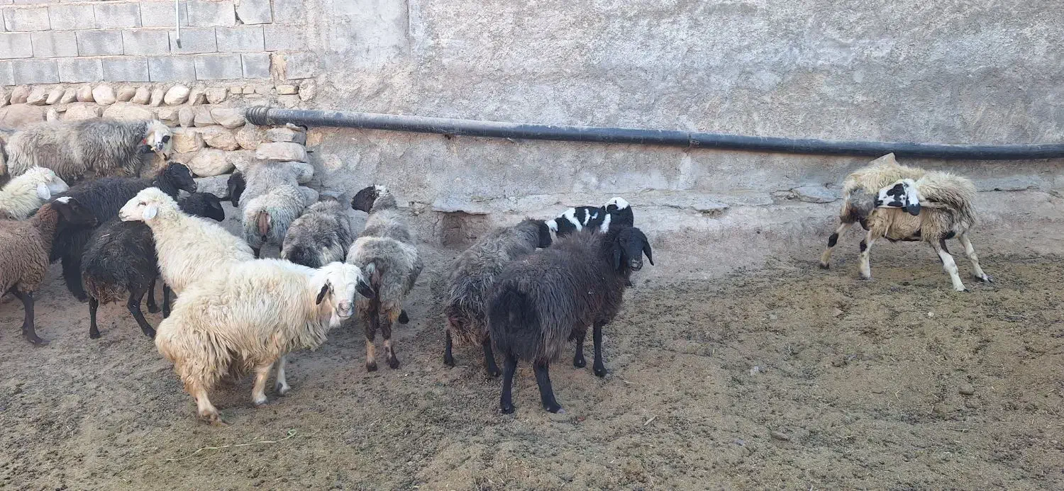 فروش گوسفند|حیوانات مزرعه|منج, |دیوار