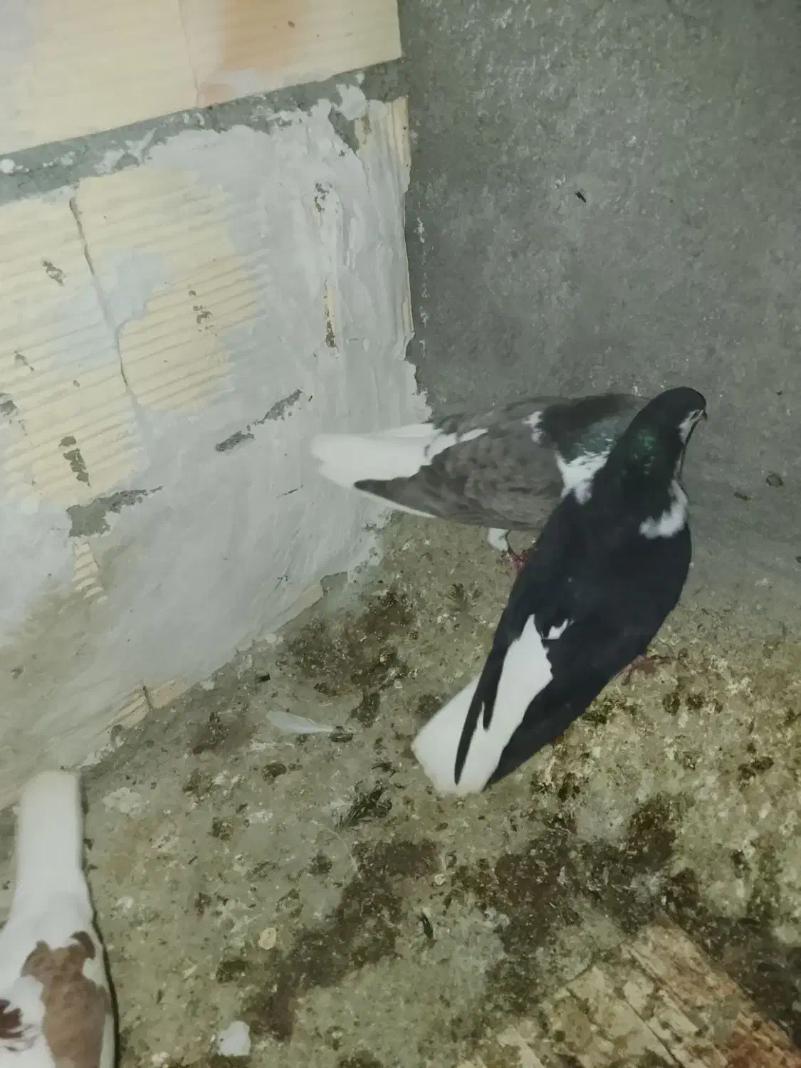 دو عدد کبوتر ساده جفت نر|پرنده|مشهد, بهمن|دیوار