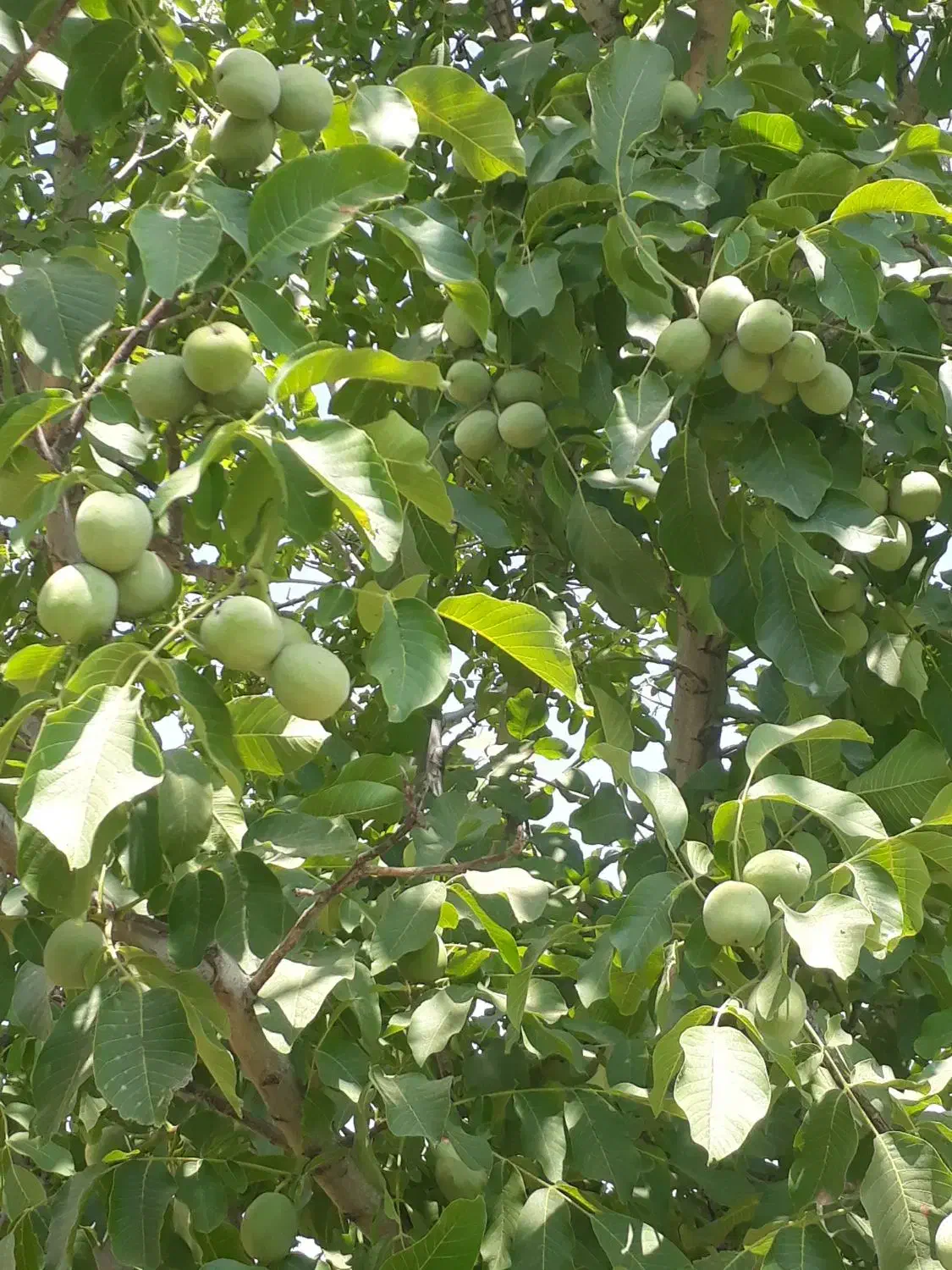 نهال گردو|خدمات باغبانی و درختکاری|مریوان, |دیوار