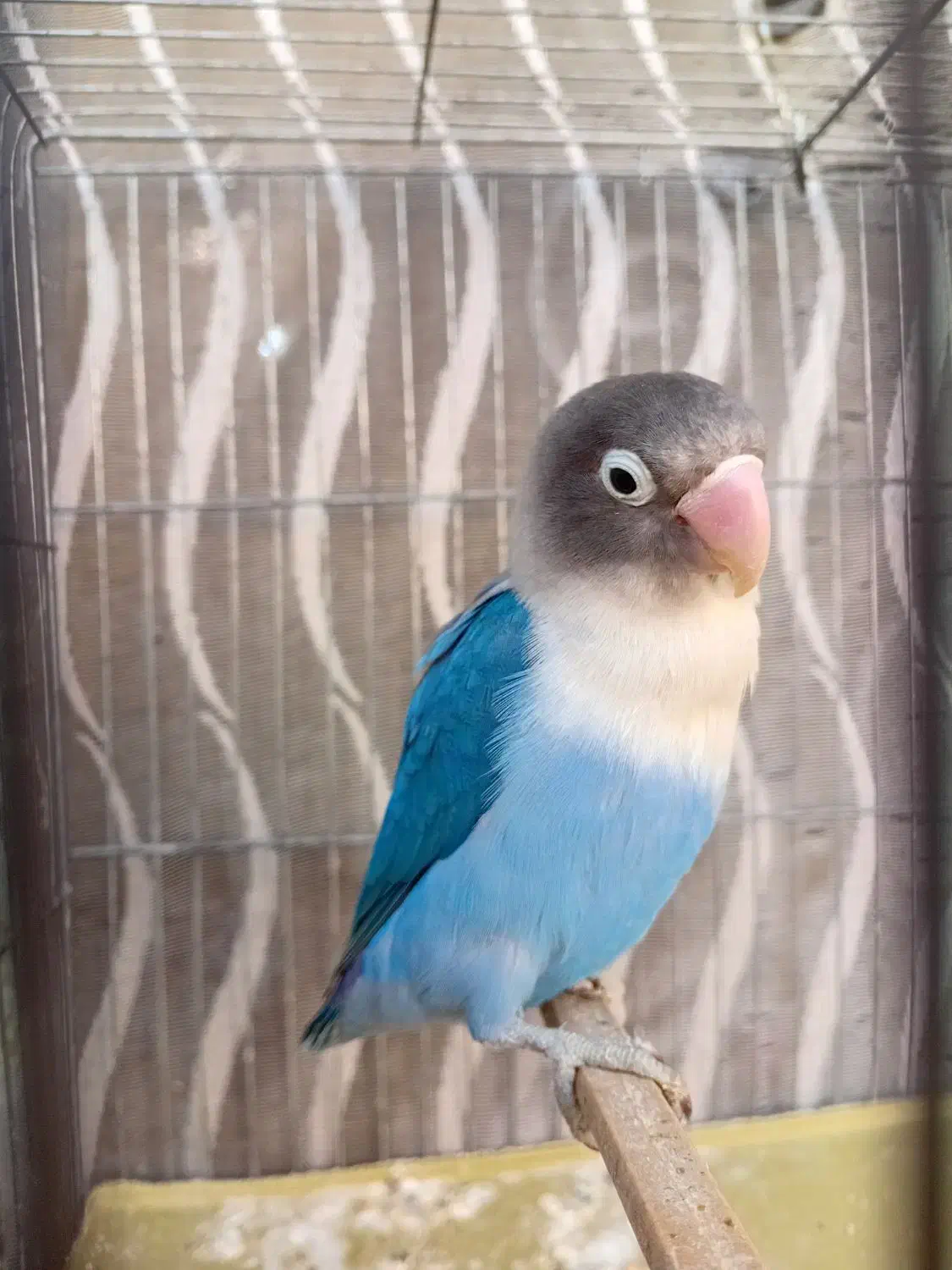 طوطی برزیلی|پرنده|ری, شهرک نظامی|دیوار