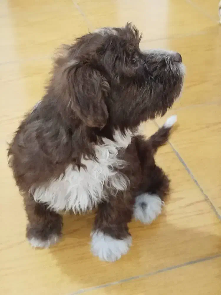 سگ نژاد شیتزو تریر ماده|سگ|آستارا, |دیوار