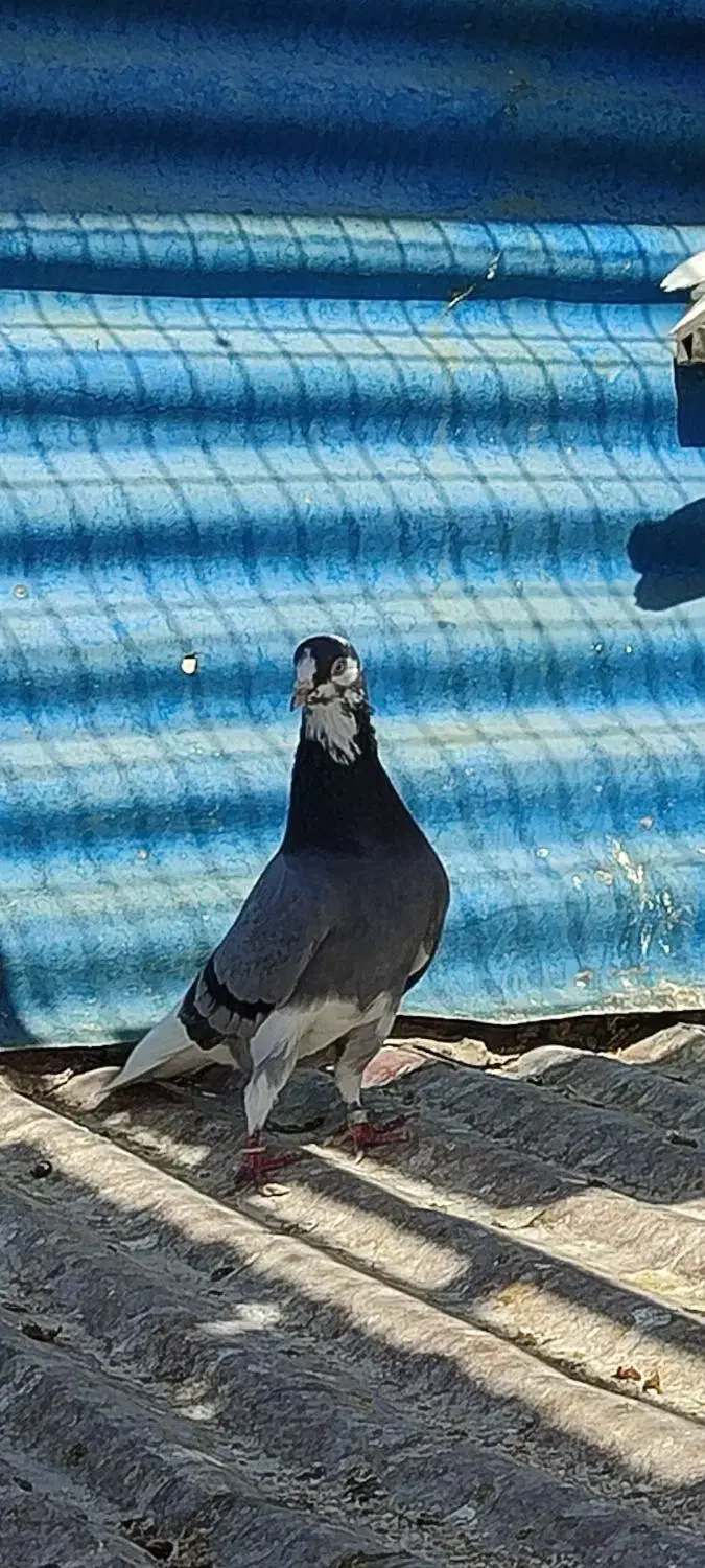 کبوتر پرشی .انگلیسی|پرنده|اسلامشهر, شهرک مهدیه|دیوار