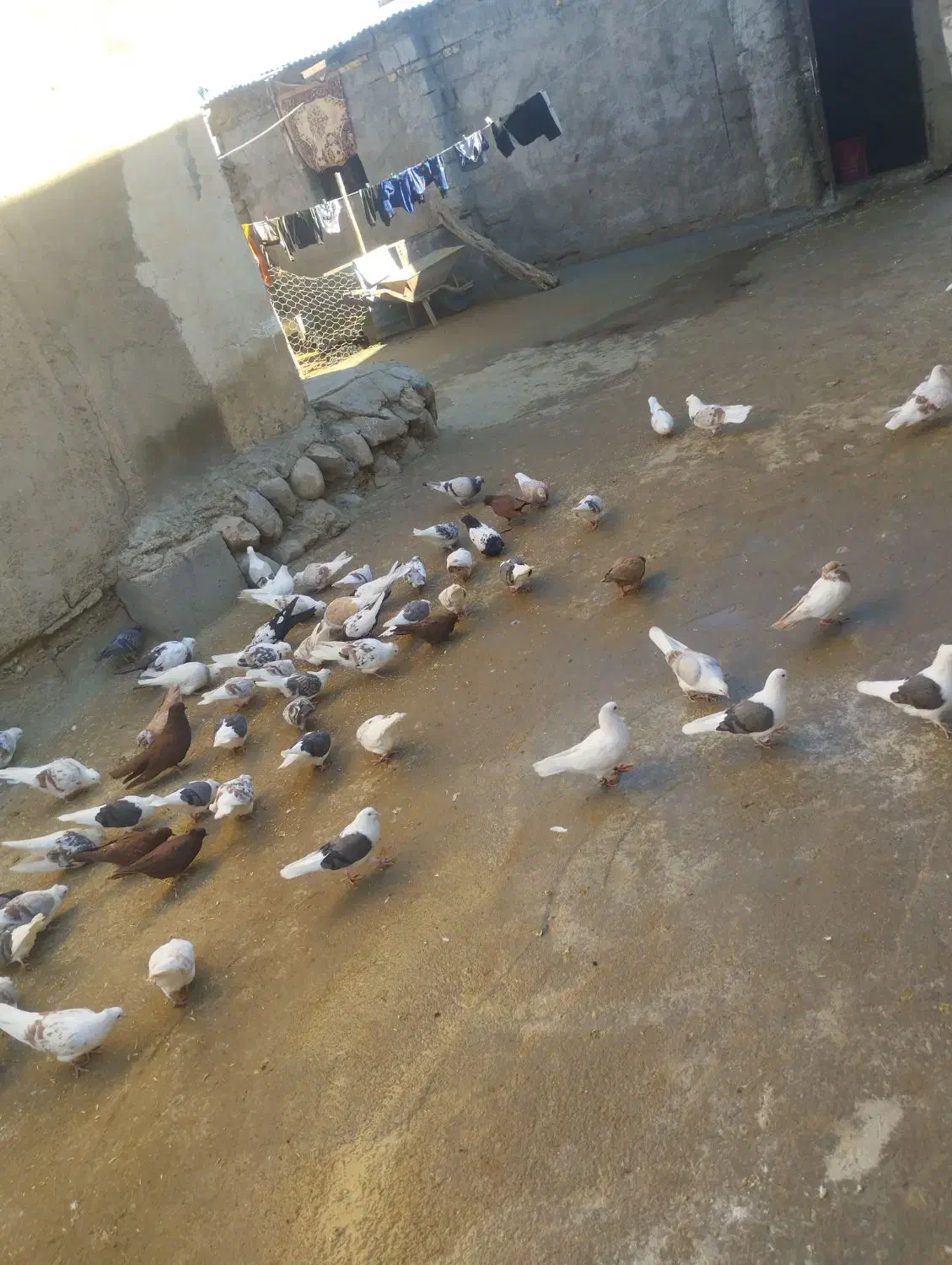 100عدد کبوتر|پرنده|زاغه, |دیوار