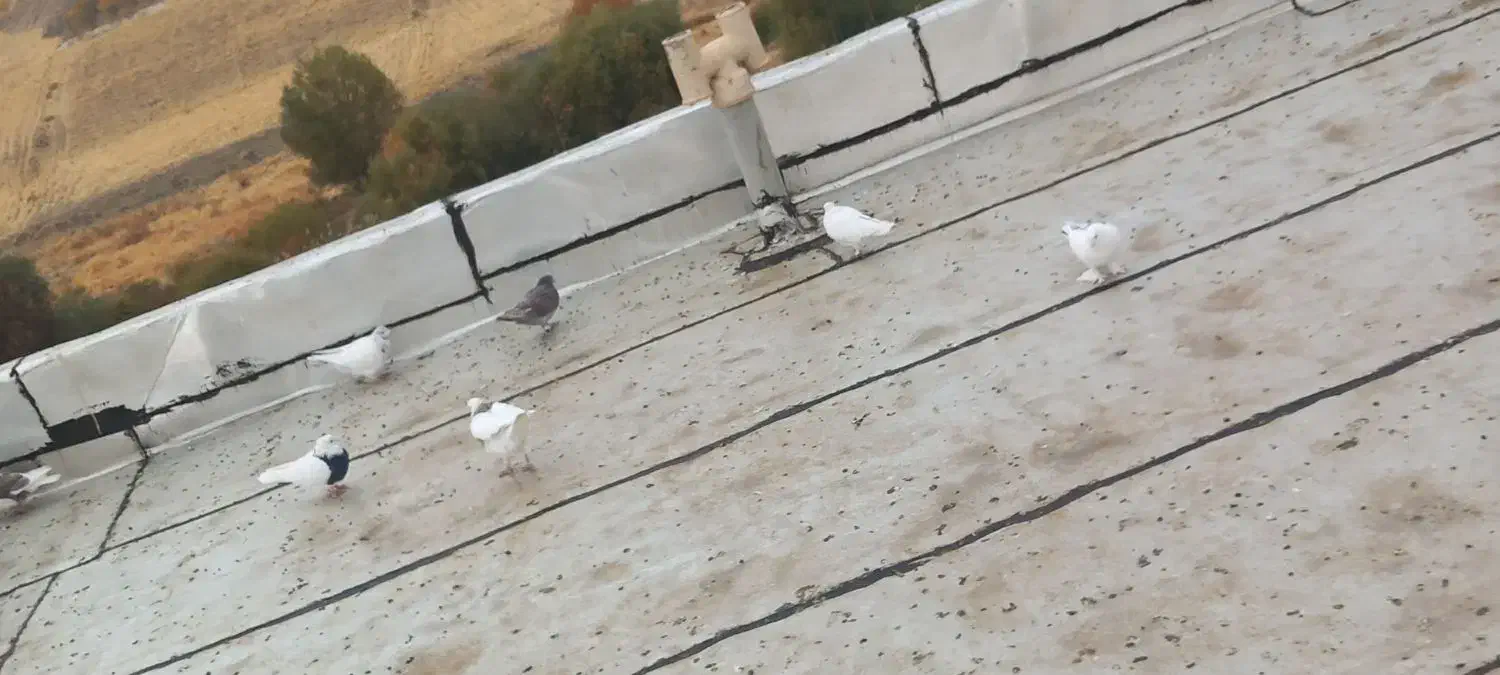 کبوتر|پرنده|کامیاران, |دیوار