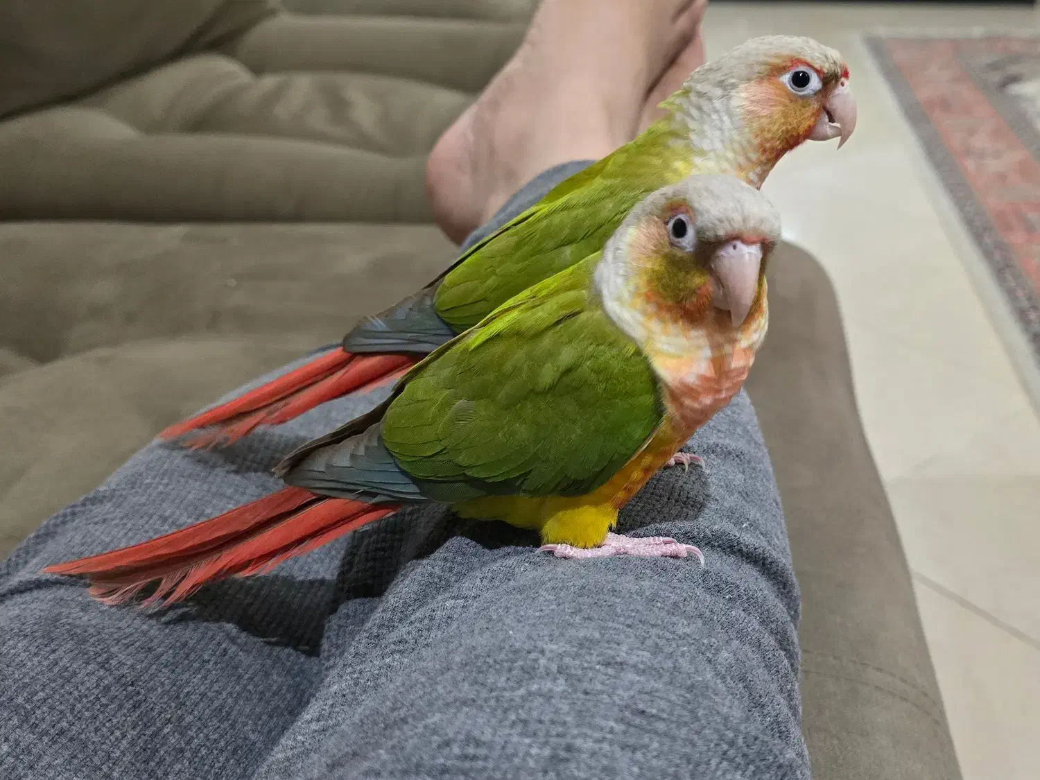 طوطی گرینجیک|پرنده|تهران, سید خندان (جلفا)|دیوار