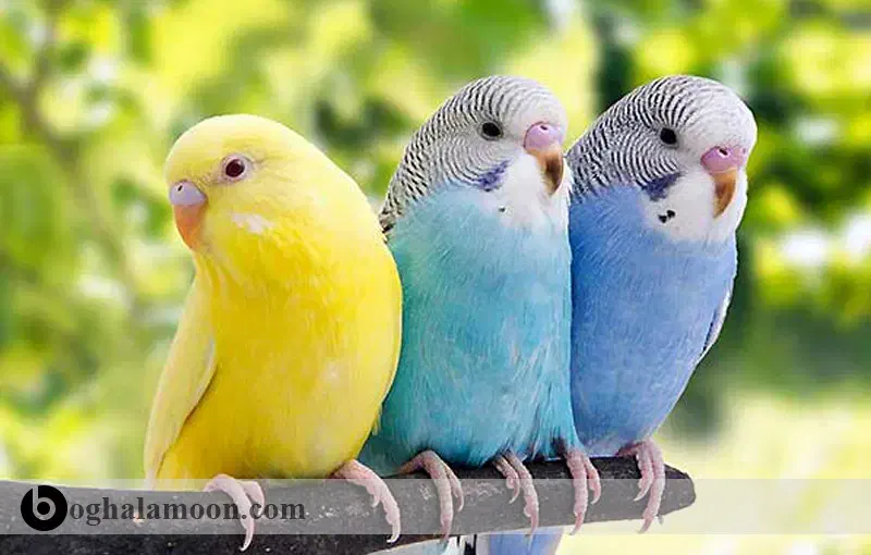 مرغ عشق پیدا شده|حیوانات|اقلید, |دیوار