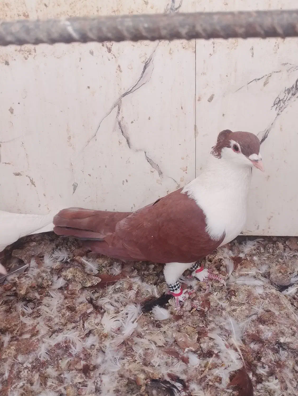 کبوتر عطیقه|پرنده|تربت‌حیدریه, باغ ملی|دیوار