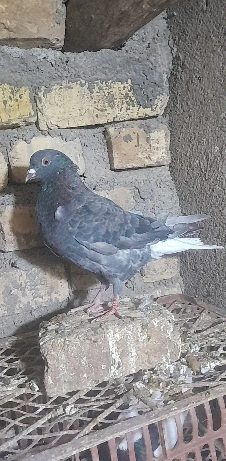 دمسفید خرمایی|پرنده|هلالی, |دیوار